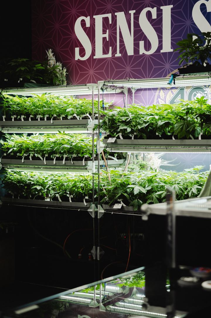 Beleuchtete Regale mit Jungpflanzen am Stand von Sensi Seeds
