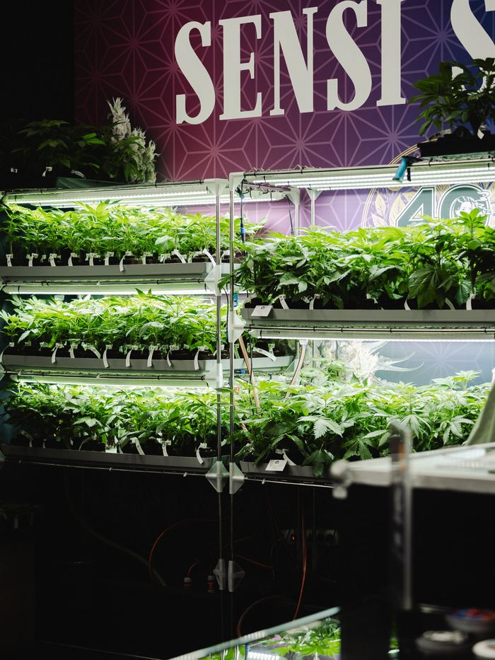 Beleuchtete Regale mit Jungpflanzen am Stand von Sensi Seeds